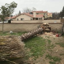 tree-removal-after